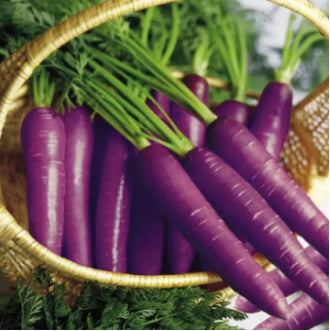 Rare Purple Carrot Vegetable Seeds (1500 seeds) - Basic Farm House