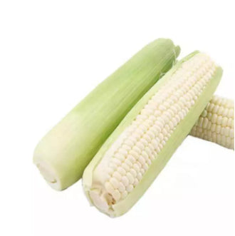 White Sweet Waxy Corn Mais Vegetable Seeds (30 seeds) - Basic Farm House