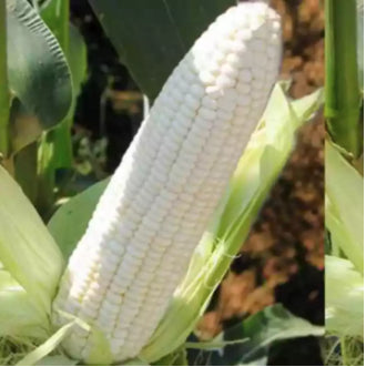 White Sweet Waxy Corn Mais Vegetable Seeds (30 seeds) - Basic Farm House