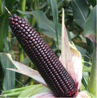 Sweet Black Waxy Corn Mais Vegetable Seeds (30 seeds) - Basic Farm House