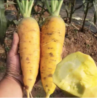 Rare Sweet Yellow Carrot Vegetable Seeds (1000 seeds) - Basic Farm House