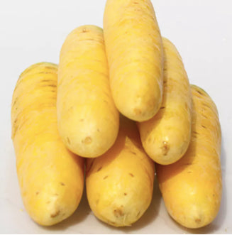Rare Sweet Yellow Carrot Vegetable Seeds (1000 seeds) - Basic Farm House