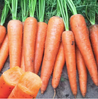 RARE Kuroda Hybrid 3 Red 7-Inch Carrot Vegetable Seeds (1000 seeds) - Basic Farm House