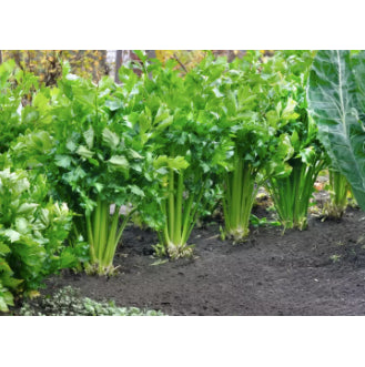 Small Leaf Celery Vegetable Seeds (3000 seeds) - Basic Farm House