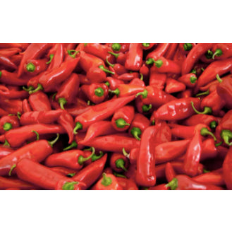 Korean Hot Red Chili Pepper Vegetable Seeds (500 seeds) - Basic Farm House