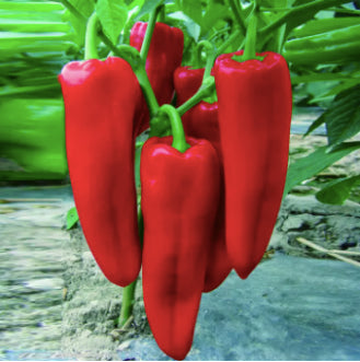 Yidu Red Chili Pepper Vegetable Seeds (500 seeds) - Basic Farm House