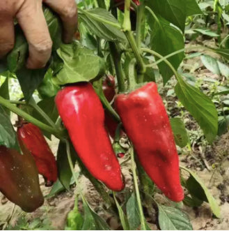 Yidu Red Chili Pepper Vegetable Seeds (500 seeds) - Basic Farm House