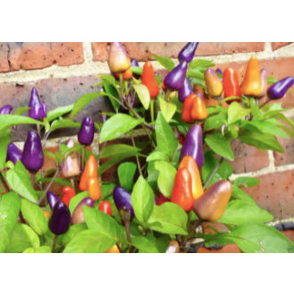 Bolivian 7 Colour Rainbow Chili Pepper Vegetable Seeds (100 seeds) - Basic Farm House