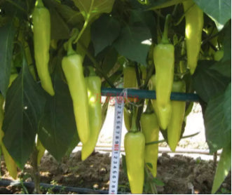 Hybrid White Jade Chili Vegetable Seeds (100 seeds) - Basic Farm House