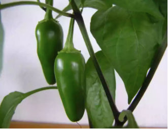 Jalapeño Chili Picked Pepper Vegetable Seeds (100 seeds) - Basic Farm House