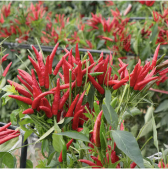 Chinese Sichuan Facing Heaven Chile Super Spicy Red Chili Pepper Vegetable Seeds (500 seeds)