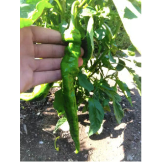 GOAT Green Horn Chili Pepper Variety Vegetable Seeds (300 seeds) - Basic Farm House