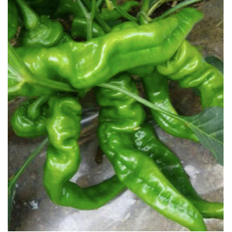 Chinese Green Screw Chili Pepper Hot Pepper Paprika Organic Variety Vegetable Seeds (100 seeds) - Basic Farm House