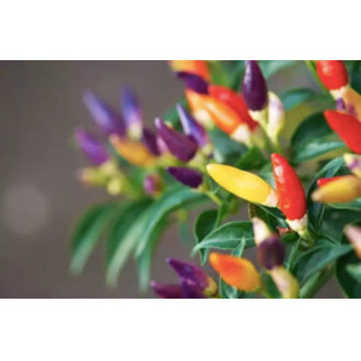 Rare Bolivian Rainbow Colorful Chili Pepper Vegetable Seeds (100 seeds) - Basic Farm House