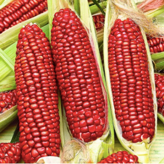 Sweet Red Corn Mais Vegetable Seeds (30 seeds) - Basic Farm House