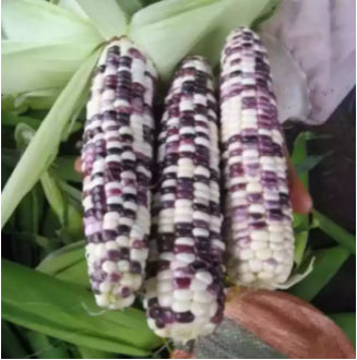 Hybrid Sweet Sugar Waxy Corn Mais Vegetable Seeds (30 seeds) - Basic Farm House
