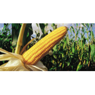 Sweet Yellow Waxy Corn Mais Vegetable Seeds ( 30 seeds ) - Basic Farm House