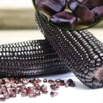 Sweet Purple Glutinous Waxy Corn Mais Vegetable Seeds (30 seeds) - Basic Farm House