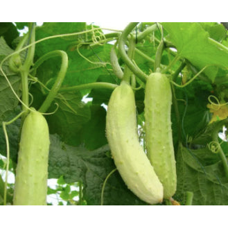 White Jade Cucumber Pipino Vegetable Seeds (25 seeds) - Basic Farm House