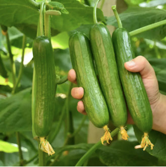 Hybrid Dutch Fruit Cucumber Pipino Salad Vegetable Seeds (18 seeds) - Basic Farm House