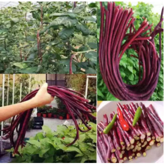 Red Long Beans Sitao Vegetable Seeds (30 seeds) - Basic Farm House