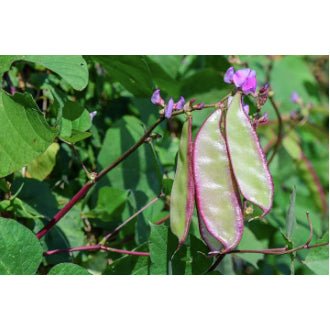 Hyacinth Purple Green Bataw Bitsuwelas Bean Vegetable Seeds (10 seeds) - Basic Farm House