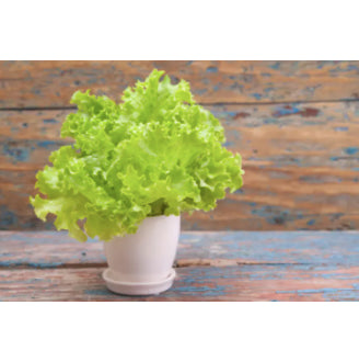 Green Leaf Potted Lettuce Vegetable Seeds (1000 seeds) - Basic Farm House
