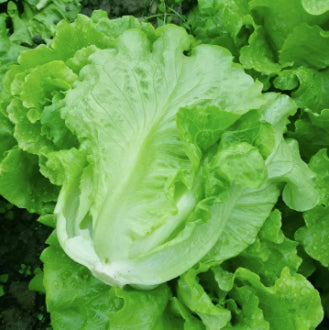 Italian Lettuce Variety Salad Vegetable Seeds ( 2000 seeds ) - Basic Farm House