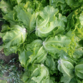 Italian Lettuce Variety Salad Vegetable Seeds ( 2000 seeds ) - Basic Farm House