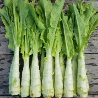 Green Asparagus Lettuce Vegetable Seeds ( 2000 seeds ) - Basic Farm House