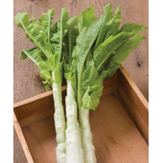 Celtuce Lettuce Vegetable Seeds ( 300 seeds ) - Basic Farm House