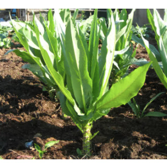 Celtuce Lettuce Vegetable Seeds ( 300 seeds ) - Basic Farm House