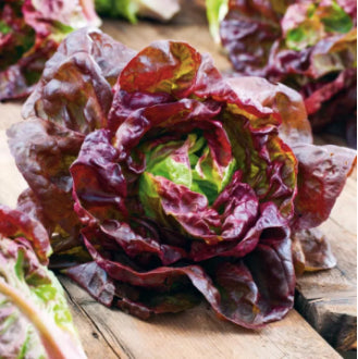 Merveille of Four Seasons Lettuce Vegetable Seeds ( 2000 seeds ) - Basic Farm House