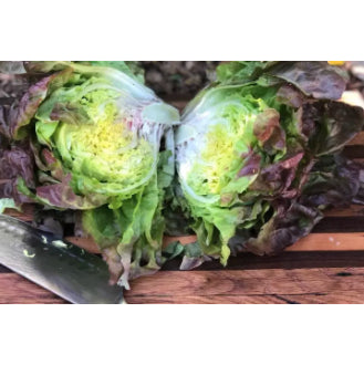 Merveille of Four Seasons Lettuce Vegetable Seeds ( 2000 seeds ) - Basic Farm House
