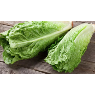 Great Romaine Green Leaf Lettuce Salad Vegetable Seeds (2200 seeds) - Basic Farm House