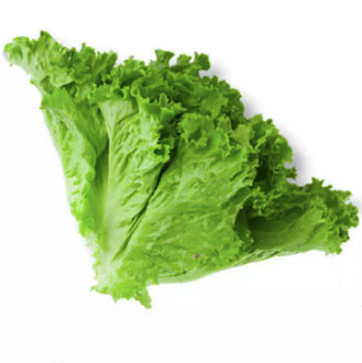 RARE Soft Tail Green Leaf Lettuce Salad Vegetable Seeds (1000 seeds) - Basic Farm House