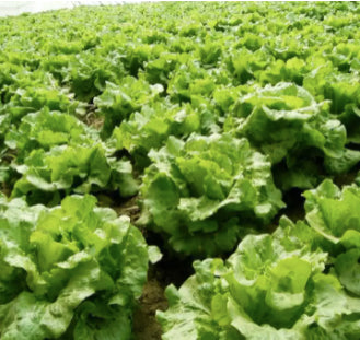 RARE Soft Tail Green Leaf Lettuce Salad Vegetable Seeds (1000 seeds) - Basic Farm House