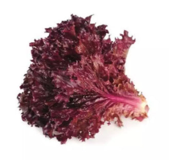 Purple Leaf Lettuce Vegetable Seeds (1000 seeds) - Basic Farm House