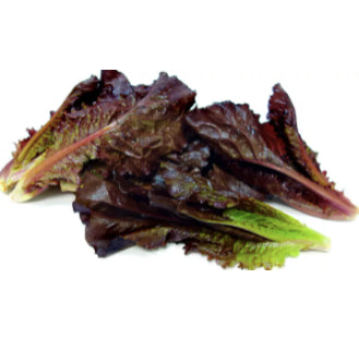 Baby Red Romaince Lettuce Vegetable Seeds (1000 seeds) - Basic Farm House