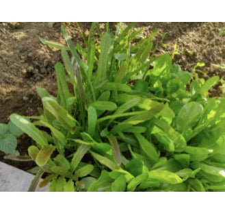Baby Red Romaince Lettuce Vegetable Seeds (1000 seeds) - Basic Farm House
