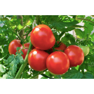 American Big Sweet Red Tomato Vegetable Seeds (200 seeds) - Basic Farm House