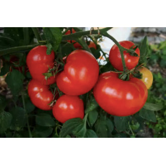 American Big Sweet Red Tomato Vegetable Seeds (200 seeds) - Basic Farm House