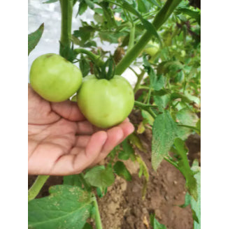 American Big Sweet Red Tomato Vegetable Seeds (200 seeds) - Basic Farm House