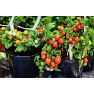 Chinese Potted Cherry Red Small Tomato Variety Vegetable Seeds (200 seeds) - Basic Farm House
