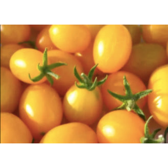 Rare Yellow Virgin Cherry Tomato Vegetable Seeds (100 seeds) - Basic Farm House