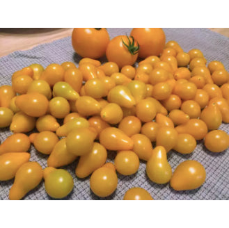 Rare Yellow Virgin Cherry Tomato Vegetable Seeds (100 seeds) - Basic Farm House