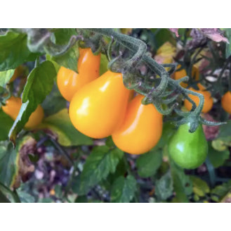 Rare Yellow Virgin Cherry Tomato Vegetable Seeds (100 seeds) - Basic Farm House