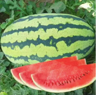 Red Sweet King Long Watermelon Seeds (30 seeds) - Basic Farm House