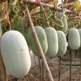 Pink Skin Giant Winter Melon Vegetable Seeds (30 seeds) - Basic Farm House