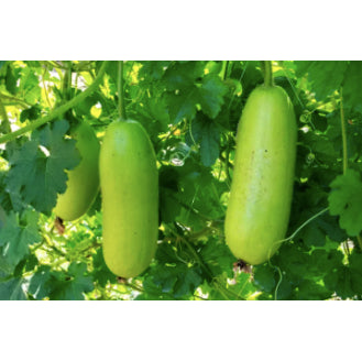 Small Green Winter Melon Vegetable Seeds (30 seeds) - Basic Farm House